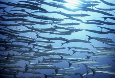 Barracuda Shoal Sipadan Malaysia - 1 of 25 thumb