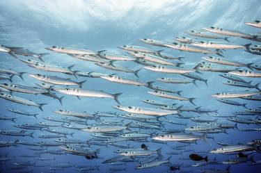 Juvenille Barracuda Shoal in Tahiti - one of 45 thumb