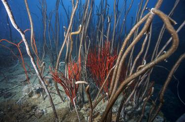 Whip Coral in the Maldives - 1 of 45 thumb