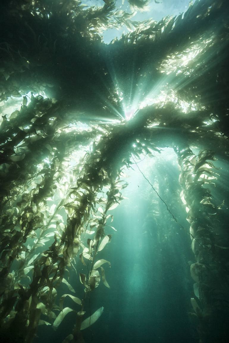 Original Seascape Photography by Zac Macaulay | Conceptual Art on Paper | Sunburst in Kelp - Limited Edition 1 of 45