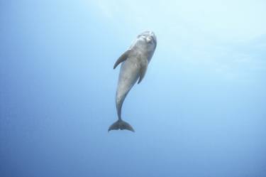 Bottlenose Dolphin in Tahiti - Limited Edition 1 of 45 thumb