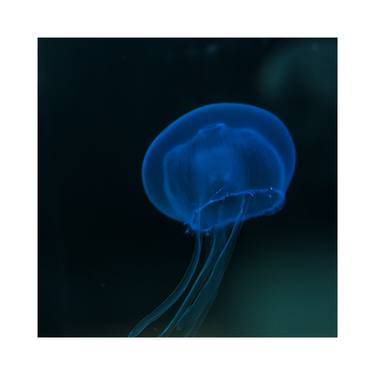 jellyfish #5 - Limited Edition thumb