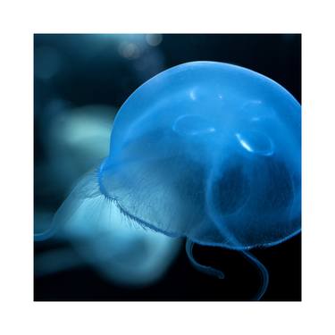 jellyfish #10 - Limited Edition thumb