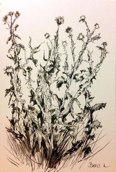 Original Botanic Drawings by Konrad Biro