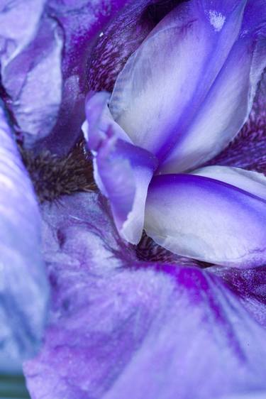 Print of Abstract Botanic Photography by Ebby May