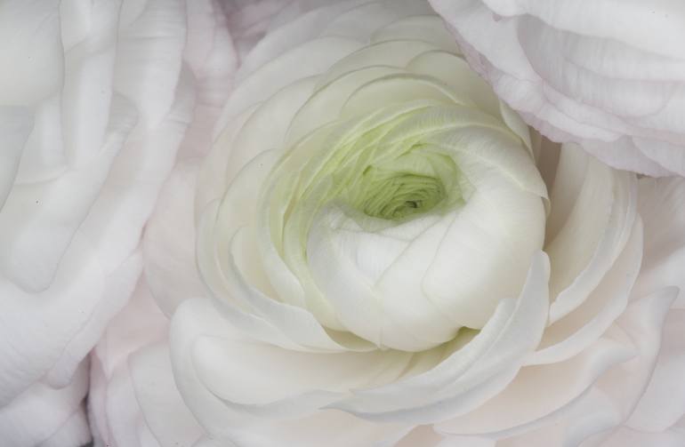 Flower 8 - Limited Edition of 10 Photography by Ebby May | Saatchi Art