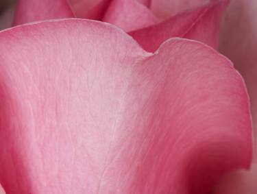 Original Abstract Botanic Photography by Ebby   May