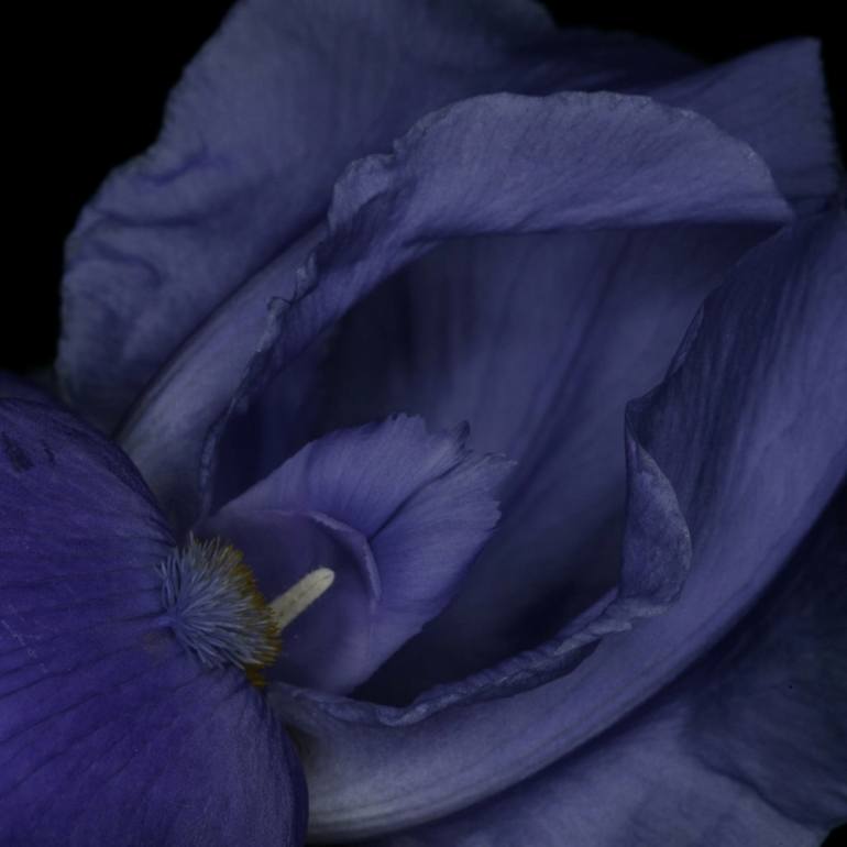 Erotic Flower 63 Limited Edition Of 10 Photography By Ebby May Saatchi Art 6775
