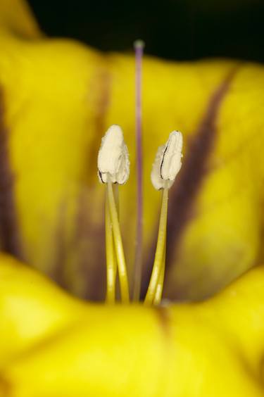 Print of Figurative Botanic Photography by Ebby May
