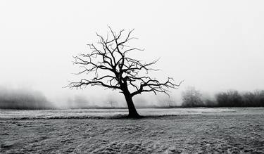 Frozen Tree thumb