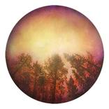 Forest Panorama by Veronica Gudmundson