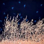 Swirling Swifts at Midnight | Nature Landscape by John O'Grady