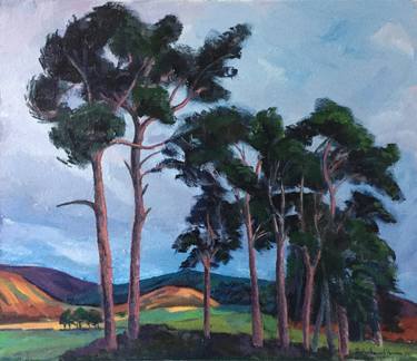 'Scots Pine trees near Moffat, Scottish Borders' thumb