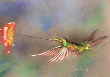 Swordbilled Hummingbird thumb
