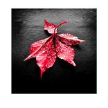 Red Leaf 1 by Derek Seaward