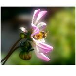 flower and bee by Derek Seaward