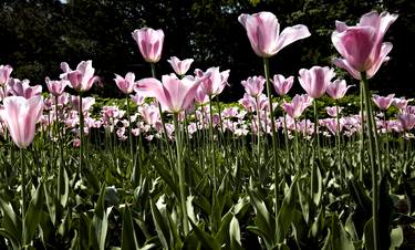 Pink Tulips thumb