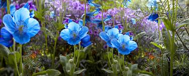 Blue Poppies - Limited Edition of 25 thumb