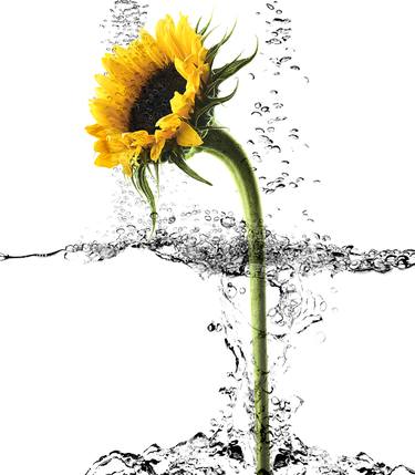 Sunflower in Water - Limited Edition of 25 thumb