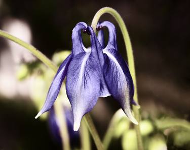 Original Documentary Botanic Photography by Derek Seaward