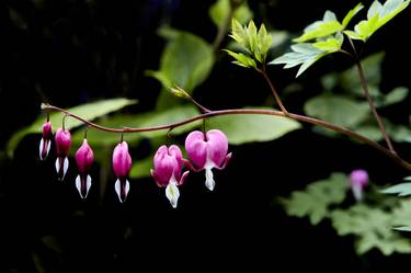 Original Documentary Botanic Photography by Derek Seaward