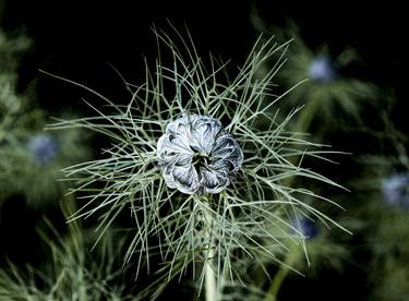 Original Documentary Botanic Photography by Derek Seaward