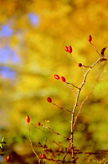 Original Abstract Landscape Photography by Mary Mansey