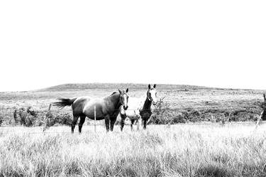 Print of Documentary Horse Photography by Kaley Rhodes