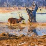 Collection Landscapes