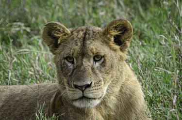 Print of Documentary Animal Photography by Pravine Chester