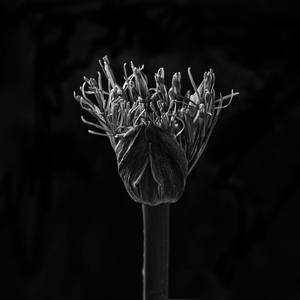 Collection Flowers