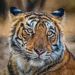 Collection Digital Paintings