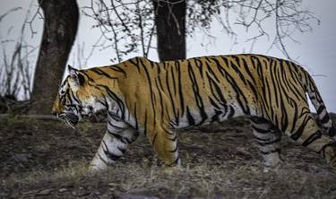 Print of Animal Photography by Pravine Chester