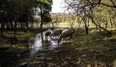 Print of Documentary Animal Photography by Pravine Chester