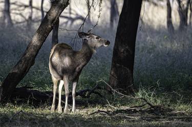 Print of Documentary Animal Photography by Pravine Chester