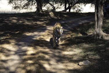 Print of Documentary Animal Photography by Pravine Chester