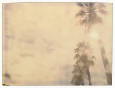 Palm Trees in the Rain (Stranger than Paradise) thumb