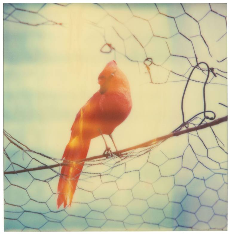 Original Conceptual Cinema Photography by Stefanie Schneider