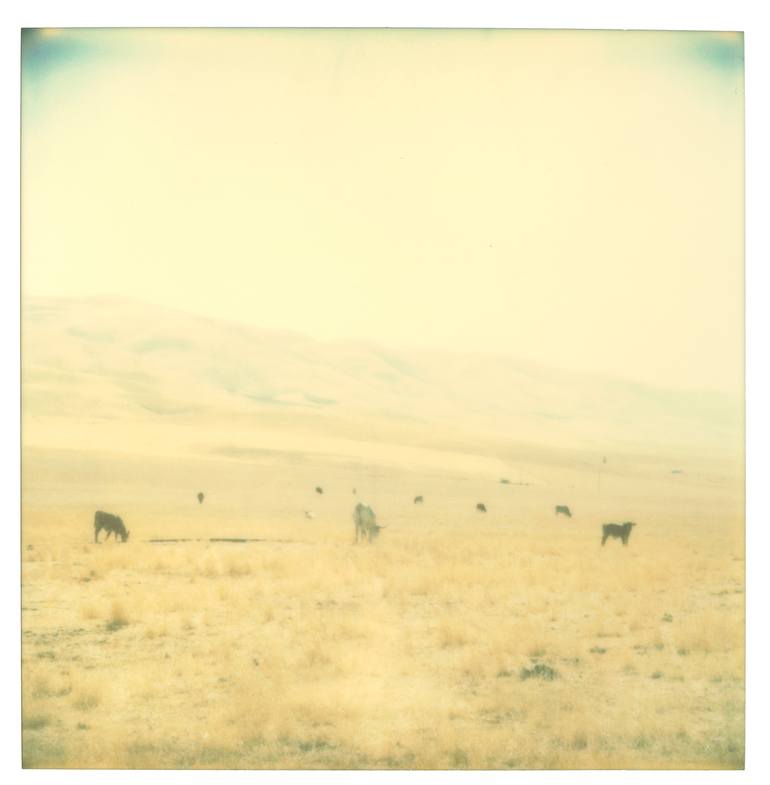 Original Conceptual Cows Photography by Stefanie Schneider