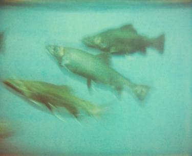 Original Pop Art Fish Photography by Stefanie Schneider