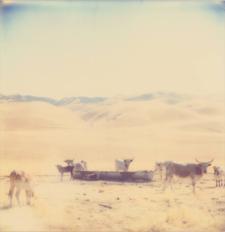 Original Cows Photography by Stefanie Schneider