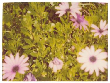Artificial Flowers (Suburbia) - Limited Edition of 3 thumb