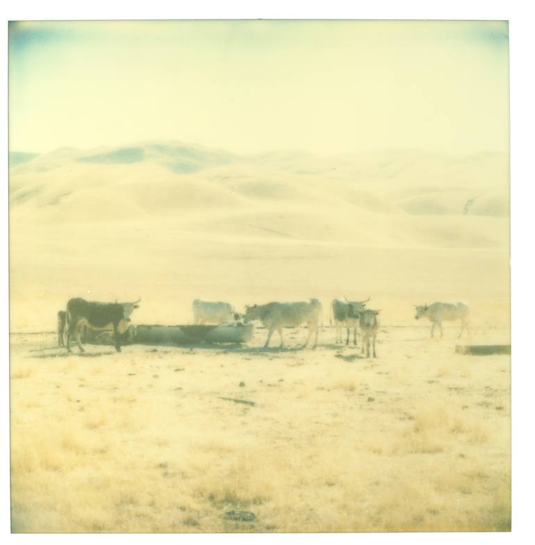 Original Conceptual Cows Photography by Stefanie Schneider