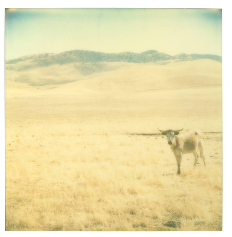 Original Conceptual Cows Photography by Stefanie Schneider