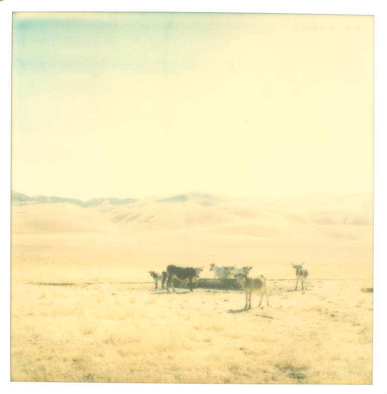 Original Cows Photography by Stefanie Schneider