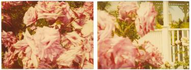 Original Conceptual Floral Photography by Stefanie Schneider