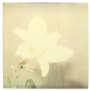 Original Floral Photography by Stefanie Schneider
