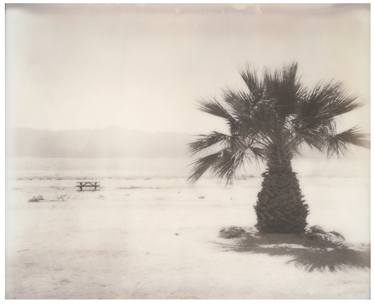 Salton Sea Palm Tree (California Badlands) - Limited Edition of 10 thumb