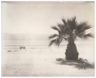 Salton Sea Palm Trees (California Badlands) - Limited Edition of 10 thumb