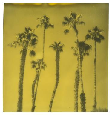 Palm Springs Palm Trees VIII - Limited Edition of 10 thumb